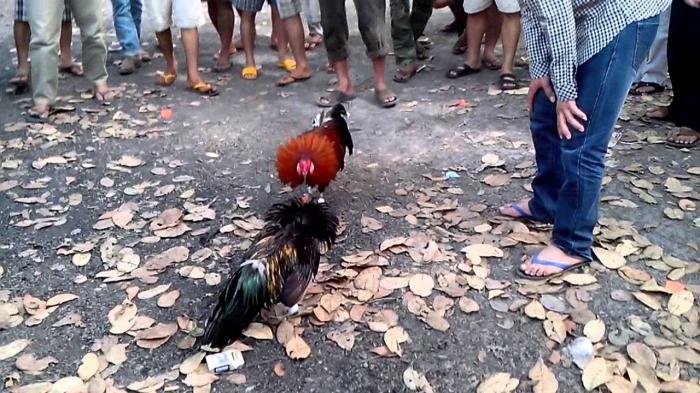 Đá gián là gì? Nên hay không cho gà dùng thuốc diệt gián?