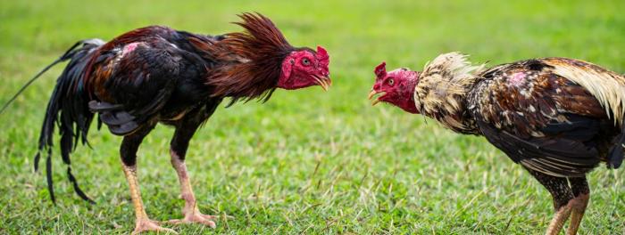 Đá gián là gì? Nên hay không cho gà dùng thuốc diệt gián?