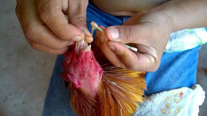 Thuốc khò khè cho gà chọi hiệu quả cao