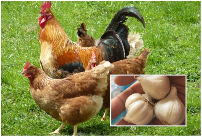 Hé lộ chi tiết cách chữa hen suyễn bằng tỏi
