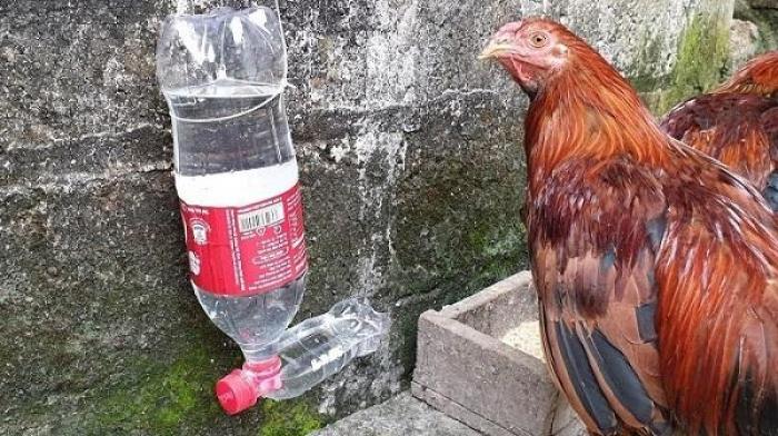 Cách chữa gà bị tiêu chảy uống nhiều nước như thế nào