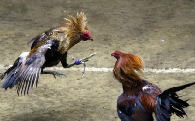 Cho gà chọi uống thuốc / thức ăn gì để mau hồi phục?
