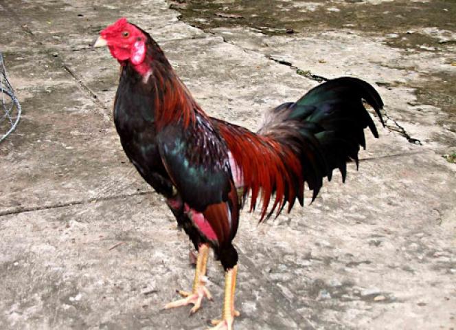 Khám phá top 10 vị tướng trong biệt ngữ quý hiếm