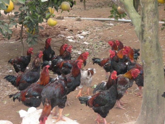 Gà đột ngột chết: Nguyên nhân và cách điều trị