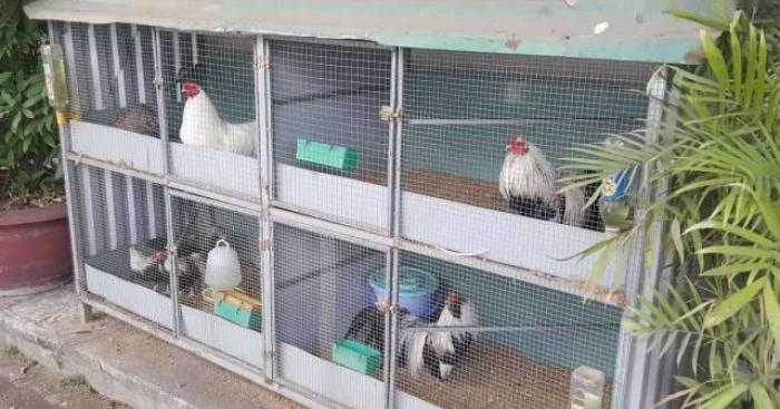 Cách làm chuồng gà bằng sắt đơn giản và nhanh chóng 516799278
