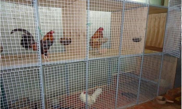 Cách làm chuồng gà bằng sắt đơn giản và nhanh chóng 516799278