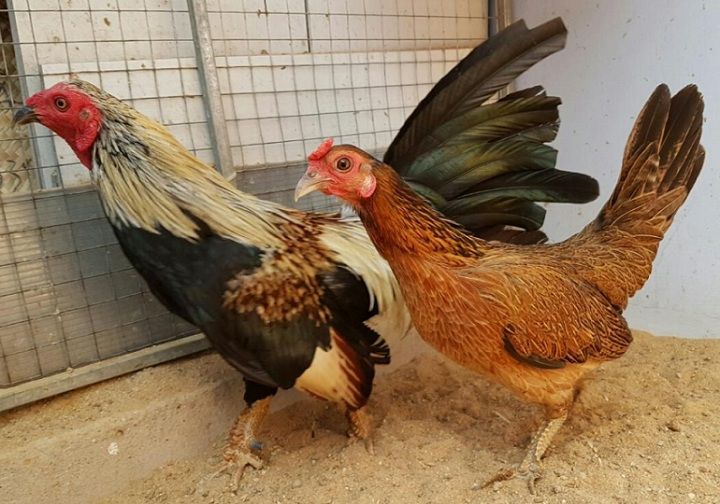 Hé lộ chi tiết đặc điểm và giá gà chọi