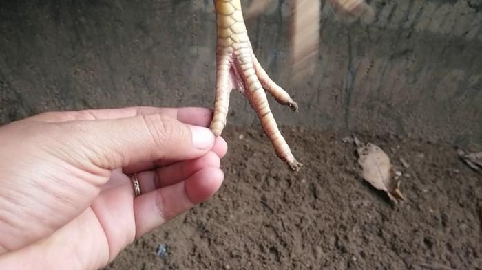 Hướng dẫn xem vảy gà để chọn được con giống tốt