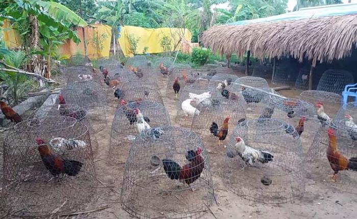 Top 10 trại gà chọi nổi tiếng nhất Việt Nam