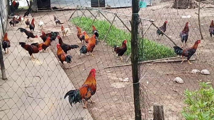 Top 10 trại gà chọi nổi tiếng nhất Việt Nam