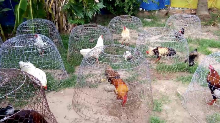 Top 10 trại gà chọi nổi tiếng nhất Việt Nam