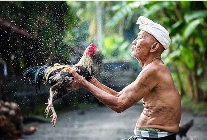 Hướng dẫn cách tắm cho gà chọi cực chuẩn và an toàn