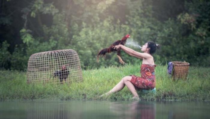 Hướng dẫn cách tắm cho gà chọi cực chuẩn và an toàn