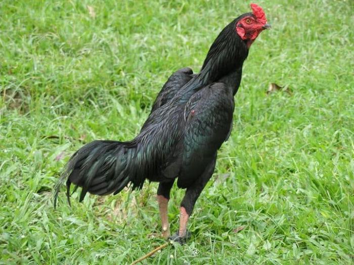 Gà trống là gì? Nuôi gà có khó hay không?