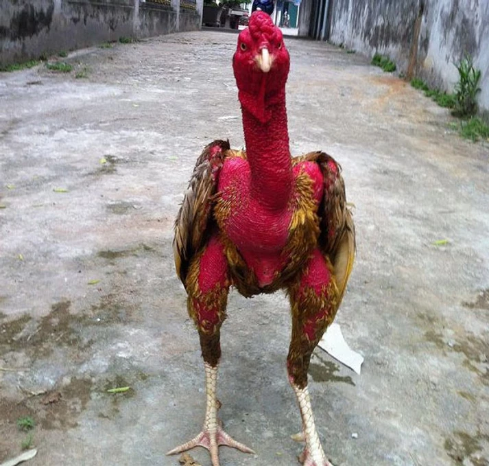Kỹ thuật chăm sóc / phục hồi gà sau trận đấu