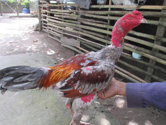 Kỹ thuật chăm sóc / phục hồi gà sau trận đấu