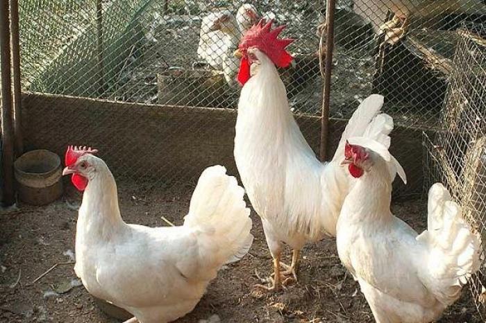 Thông tin rất thú vị về giống gà leghorn