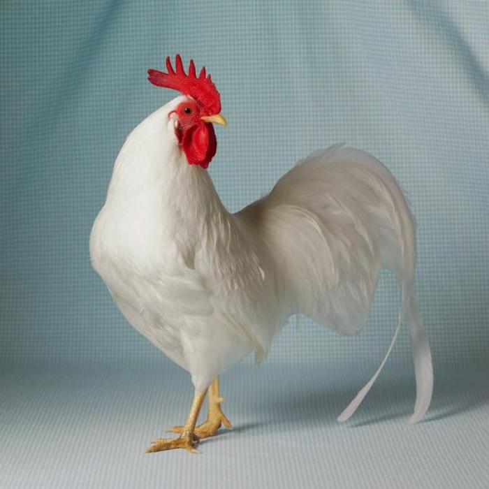 Thông tin rất thú vị về giống gà leghorn