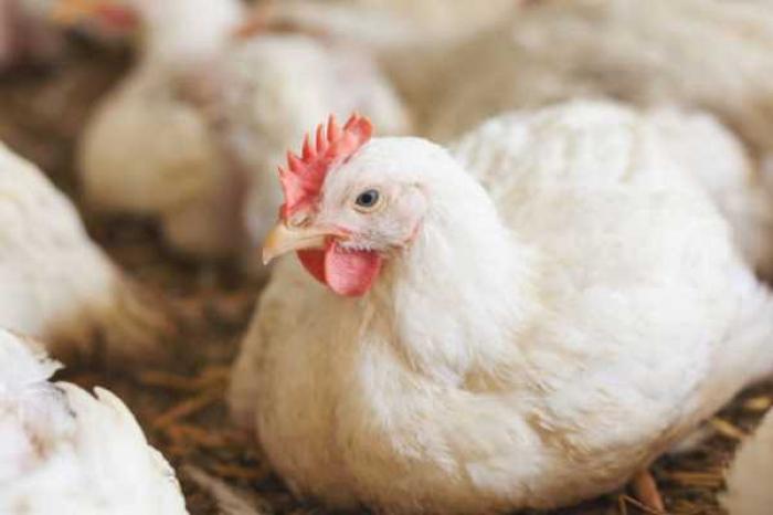 Thông tin rất thú vị về giống gà leghorn