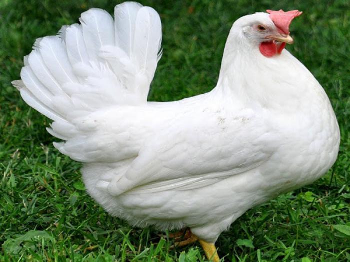 Thông tin rất thú vị về giống gà leghorn