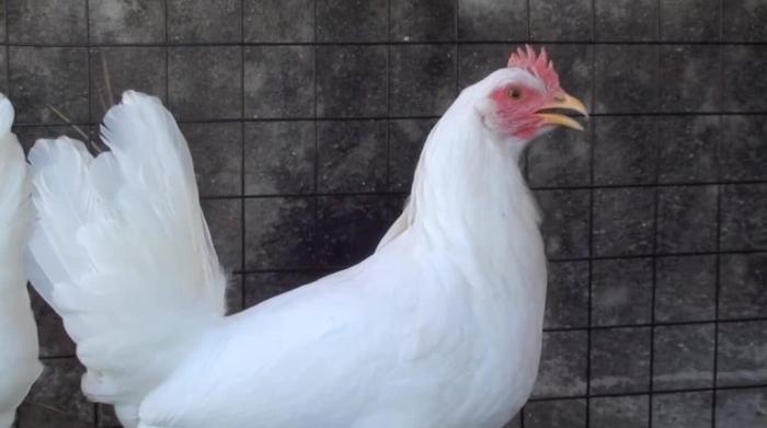 Thông tin rất thú vị về giống gà leghorn