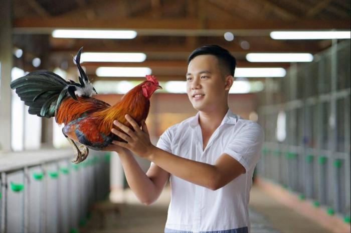 Chiêm ngưỡng 35+ hình ảnh gà chọi đẹp xuất sắc
