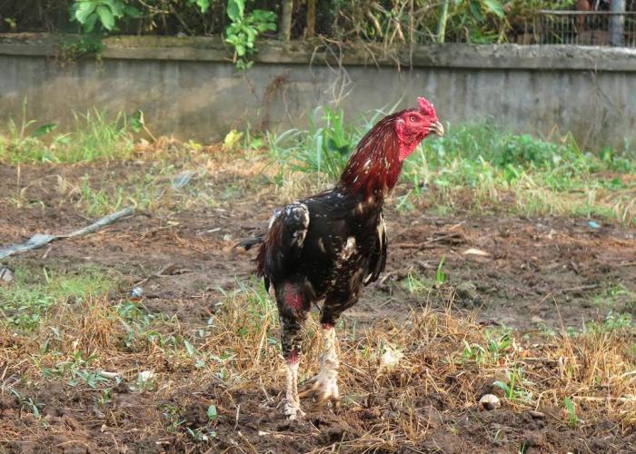 Chiêm ngưỡng 35+ hình ảnh gà chọi đẹp xuất sắc