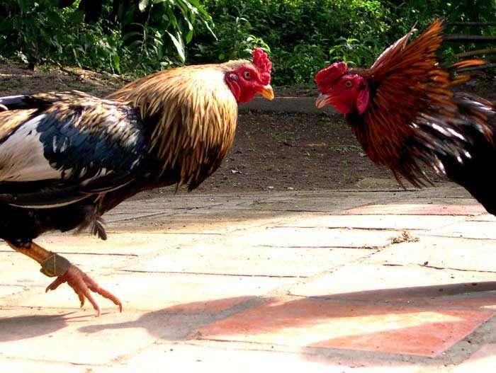 Chiêm ngưỡng 35+ hình ảnh gà chọi đẹp xuất sắc