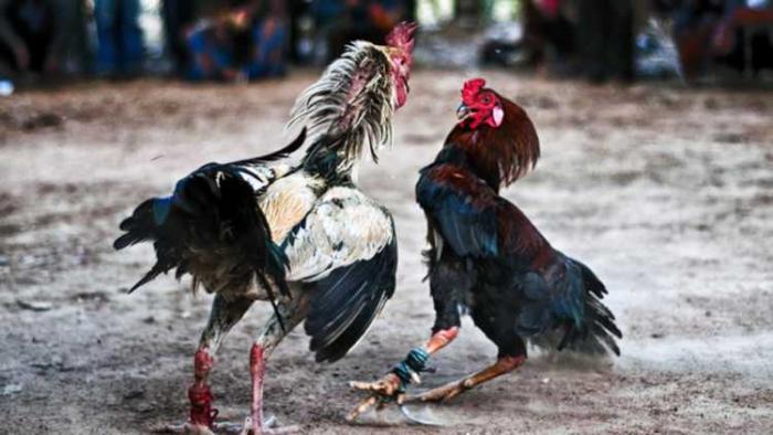 Chiêm ngưỡng hơn 35+ hình ảnh xuất sắc về gà chọi