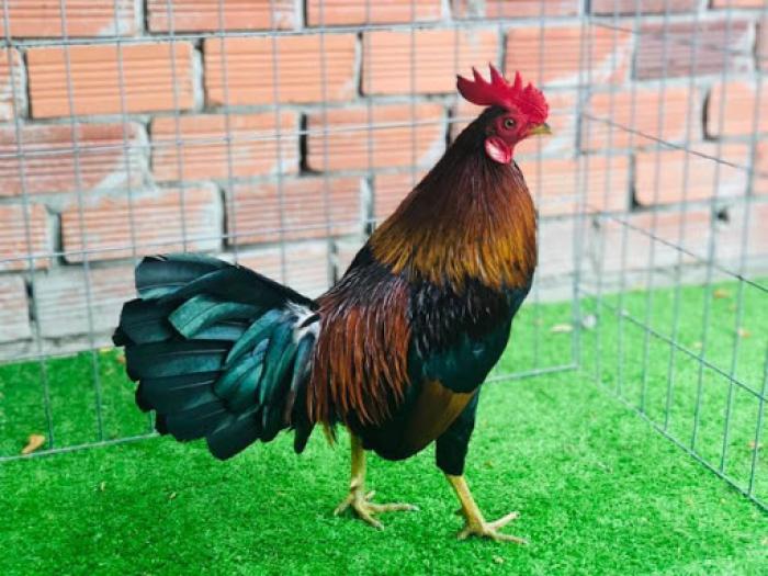 Chiêm ngưỡng 35+ hình ảnh gà chọi đẹp xuất sắc