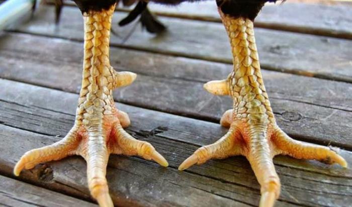 Tổng hợp các loại vảy gà quý hiếm cũng ước