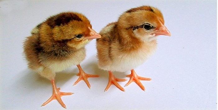 Gà con bị xệ cánh: Nguyên nhân, triệu chứng và cách điều trị