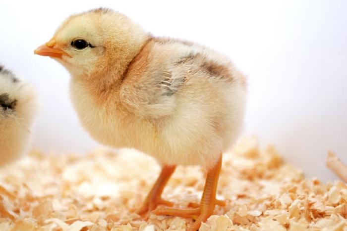 Gà con bị xệ cánh: Nguyên nhân, triệu chứng và cách điều trị