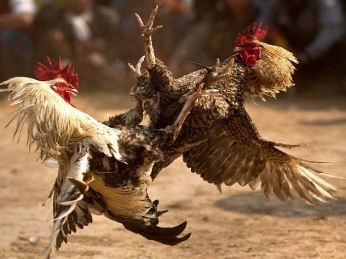 Khám phá những thông tin thú vị về chọi gà UW88