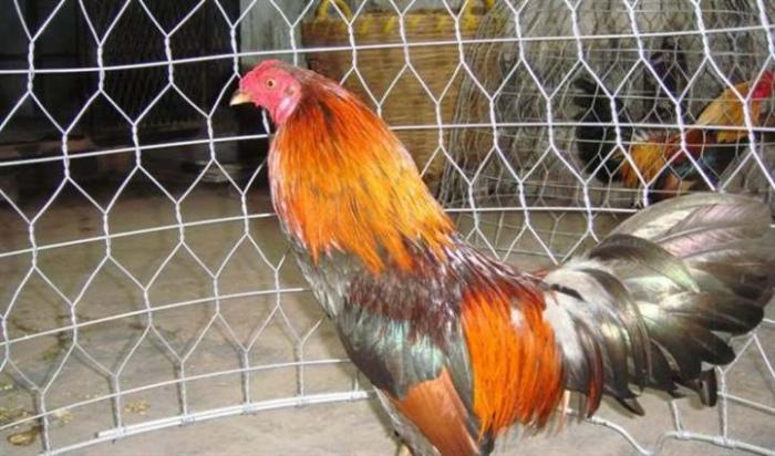 Gà rừng chọi - Cách chọn, cách nuôi gà rừng