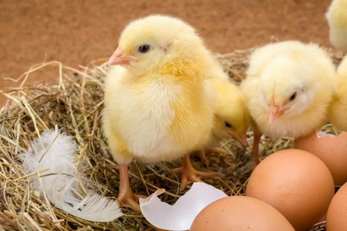 Chia sẻ về cách chăm sóc gà con mới nở