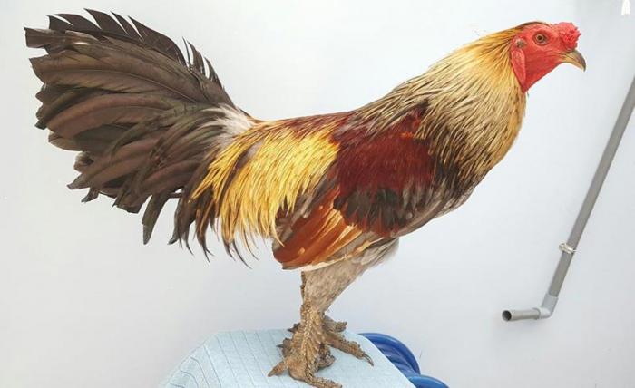 Thông tin về gà vảy rồng