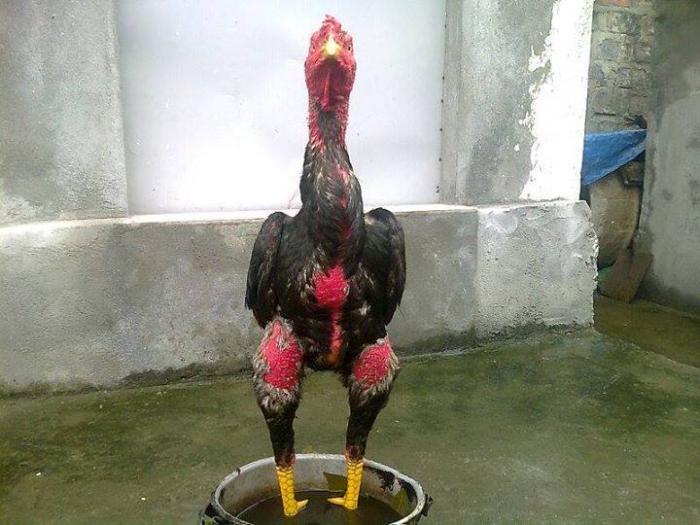 Khám phá cách làm cho da gà đỏ và săn chắc hơn