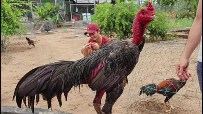 Khám phá cách làm cho da gà đỏ và săn chắc hơn