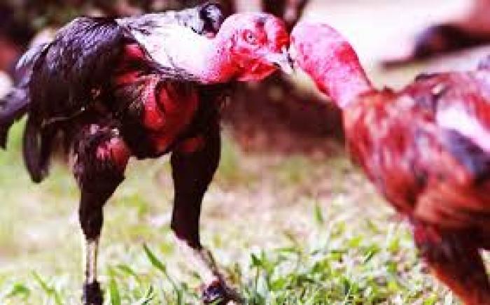 Gà chọi / gà chọi / gà trống giống là gì? Đặc điểm của gà chọi nổi tiếng