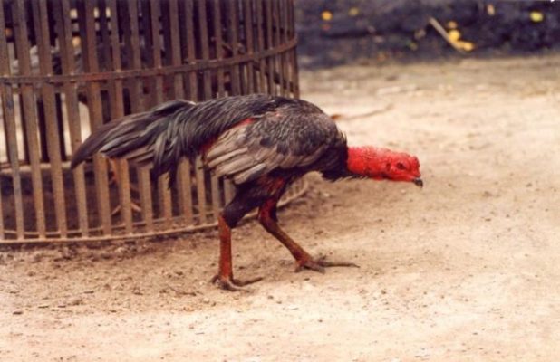 Tiết lộ một số dấu hiệu thiếu hụt dinh dưỡng