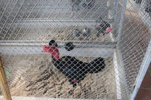 Cách làm chuồng gà bằng sắt đơn giản và nhanh chóng 516799278