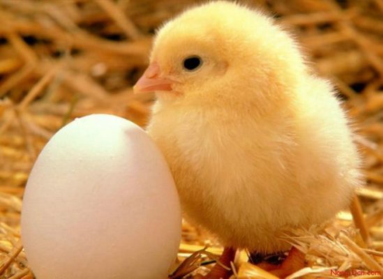 Chia sẻ về cách chăm sóc gà con mới nở 1741999063