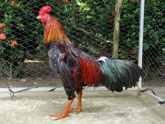 Gà chọi / gà chọi / gà trống giống là gì? Đặc điểm của gà chọi nổi tiếng