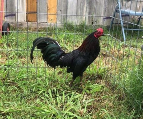 Gà giáp rặc là gì? Nuôi gà có khó hay không?