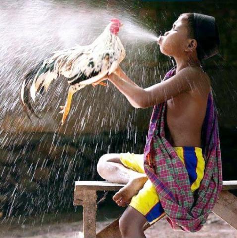 Hướng dẫn cách tắm cho chim cu gáy cực chuẩn và an toàn
