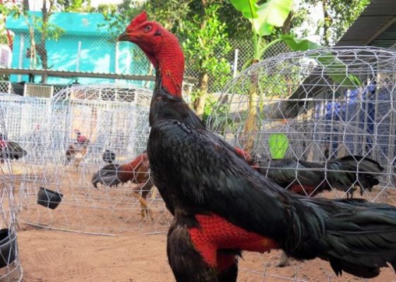 Khám phá cách làm cho da gà đỏ và săn chắc hơn 2111371174