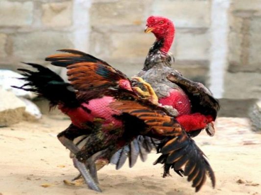 Khám phá một số cách huấn luyện gà chọi từ khi còn nhỏ