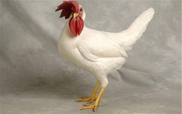 Thông tin rất thú vị về giống gà leghorn