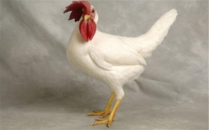 Thông tin rất thú vị về giống gà leghorn